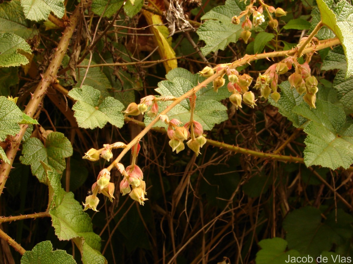 Rubus indicus Thunb.